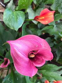 Close-up of pink flower blooming outdoors