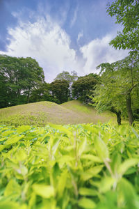 Scenic view of agricultural field against sky