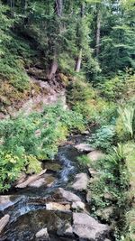 Stream flowing through forest