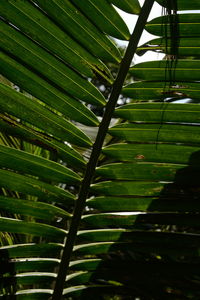 Close-up of palm tree leaves