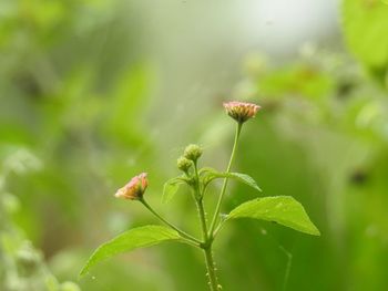 Close-up of flowering plant