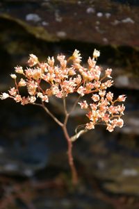 Close-up of flowers blooming on tree