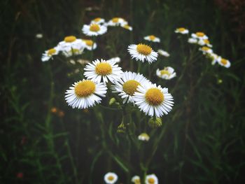 Close-up of white daisy flowers on field