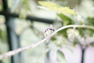 Close-up of frozen plant