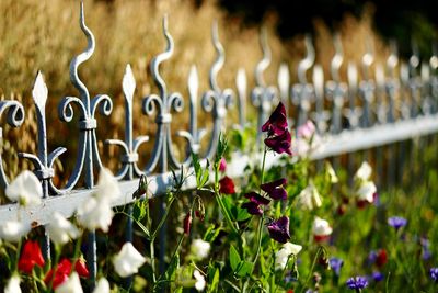 Close-up of purple flowering plants hanging on field