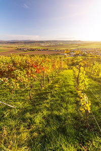 Scenic view of vineyard against sky