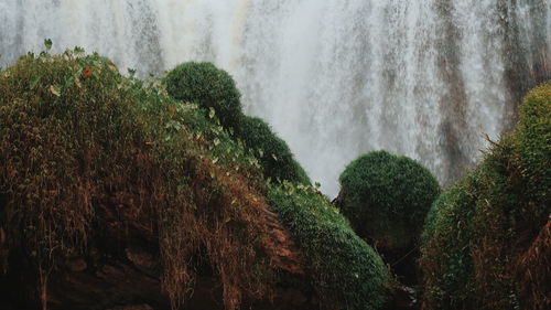 Scenic view of waterfall in forest