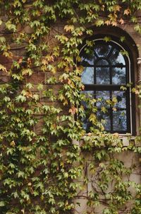 Ivy growing on tree outside house