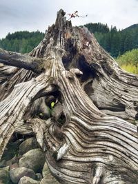 Low angle view of driftwood on tree trunk