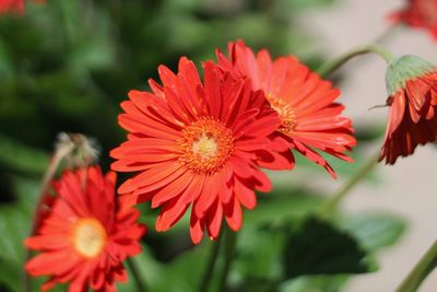 Close-up of red dahlia