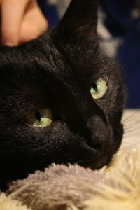 Close-up of cat