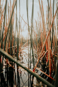 Close-up of dry plants in lake