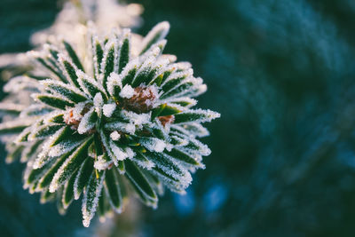 Close-up of frozen plant