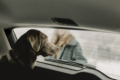 Labrador retriever looking through window inside car