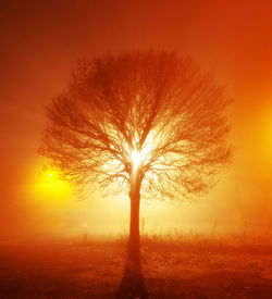 Bare trees on landscape at sunset