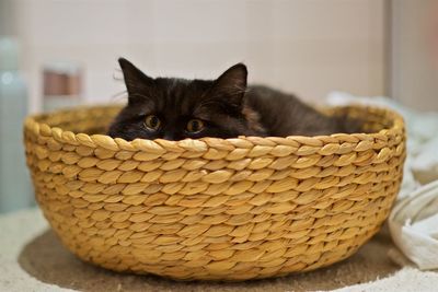 Close-up of cat in basket at home