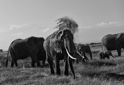 African elephants on field against sky at amboseli national park