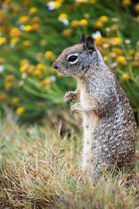 Close-up of squirrel on rock