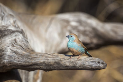 Close-up of bird perching on branch