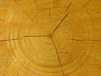 Full frame shot of tree stump