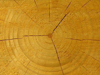 Full frame shot of tree stump