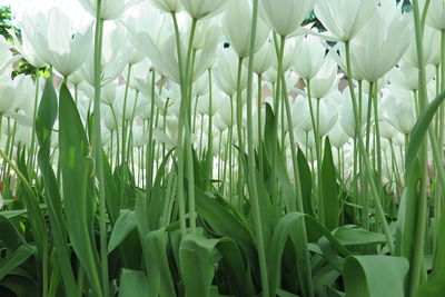 Close-up of white flowering plants on field