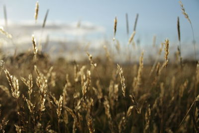 Close-up of plants on field against sky