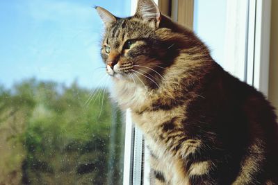 Close-up of cat looking through window