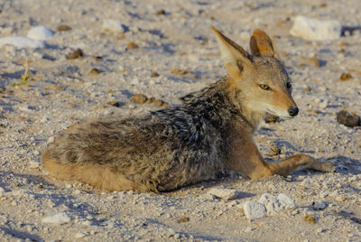 An old female jackal in etosha, a national park of namibia