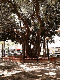 View of tree trunk