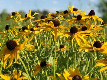 Sunflowers blooming in field