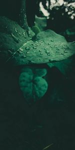 Close-up of water drops on leaves floating on sea