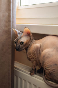 Calico sphynx cat sitting on the radiator