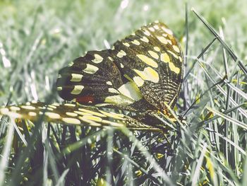 Close-up of butterfly on leaf