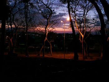 Silhouette of bare trees at sunset