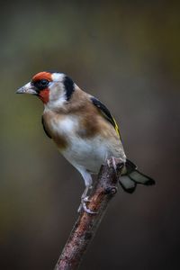 Close-up of bird perching on twig