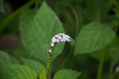 Close-up of flowering plant