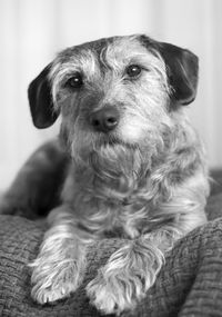 Close-up portrait of dog sitting