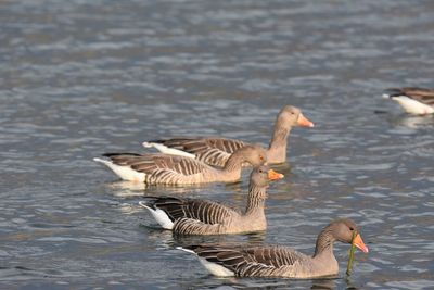 Geese swimming in lake