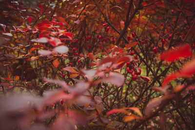 Close-up of maple leaves on tree