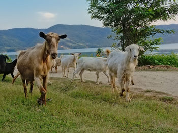 Horses in a field