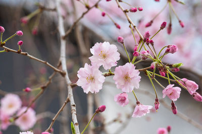 Close-up of pink cherry blossoms in spring