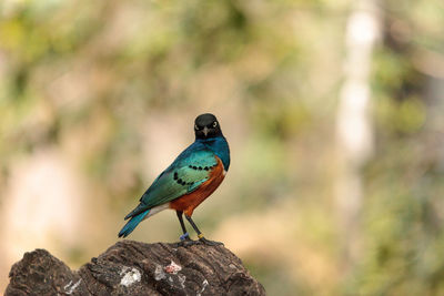 Close-up of superb starling perching on rock