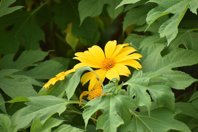 Close-up of yellow flowering plant