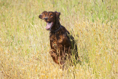 Dog running on grass