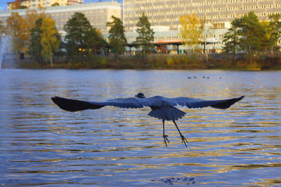 Bird in water