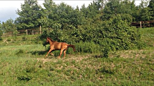 Sheep grazing on grassy field