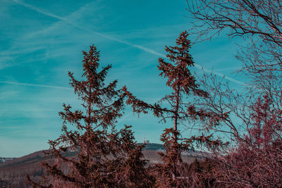 Low angle view of trees against sky