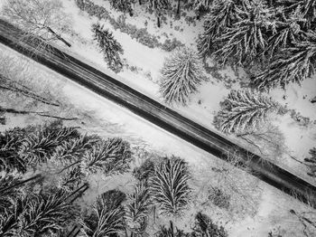 High angle view of pine trees during winter