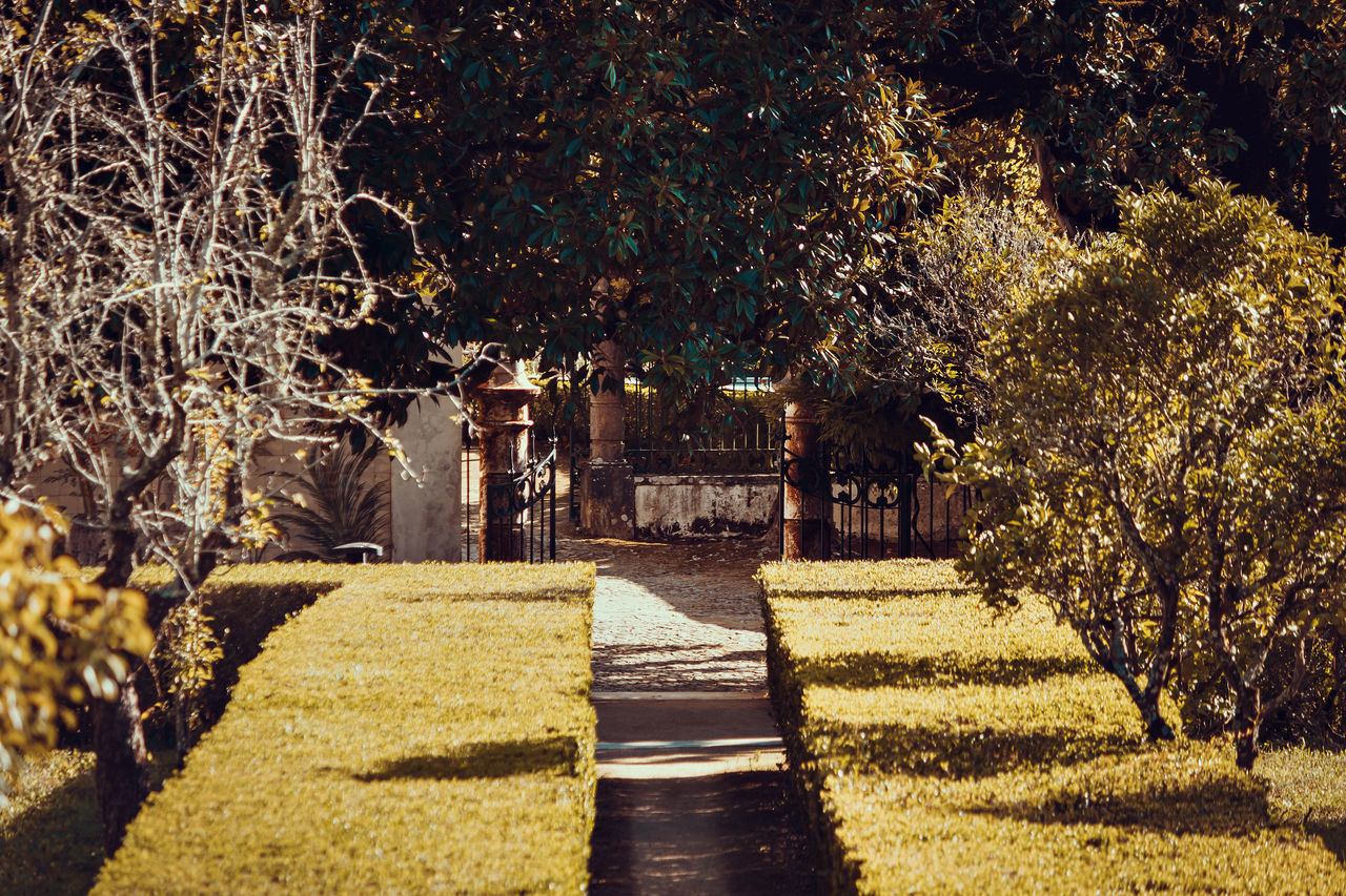 TREES IN PARK